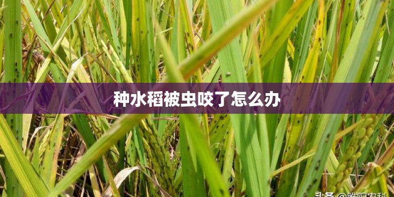 种水稻被虫咬了怎么办
