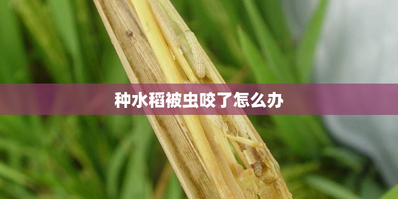 种水稻被虫咬了怎么办