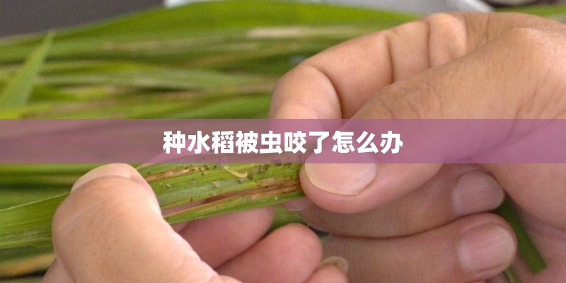 种水稻被虫咬了怎么办