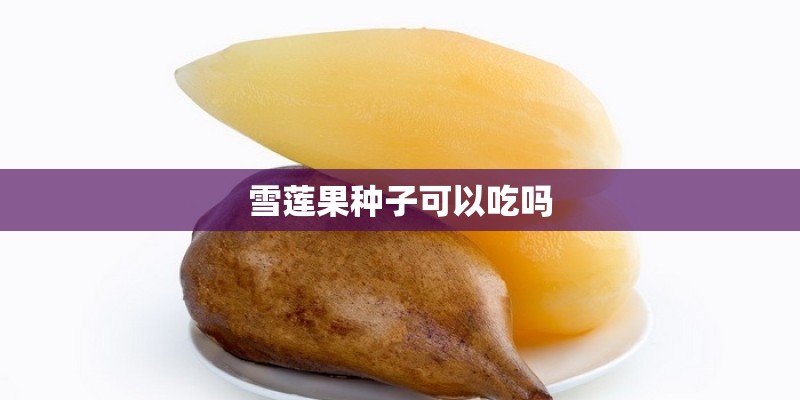 雪莲果种子可以吃吗