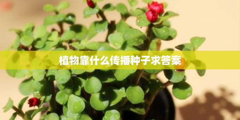 植物靠什么传播种子求答案