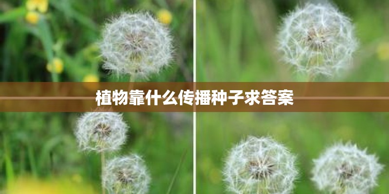 植物靠什么传播种子求答案