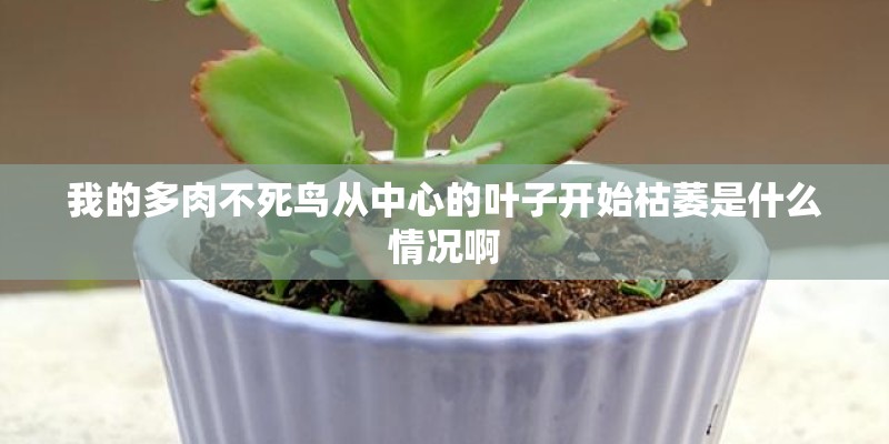 我的多肉不死鸟从中心的叶子开始枯萎是什么情况啊