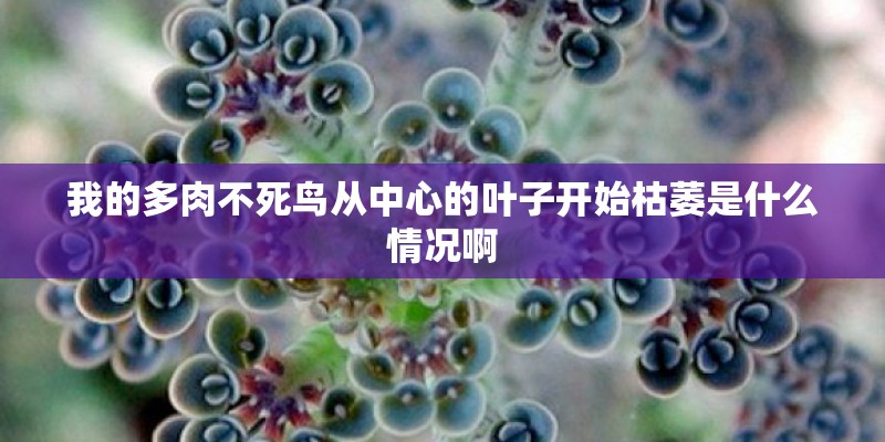 我的多肉不死鸟从中心的叶子开始枯萎是什么情况啊