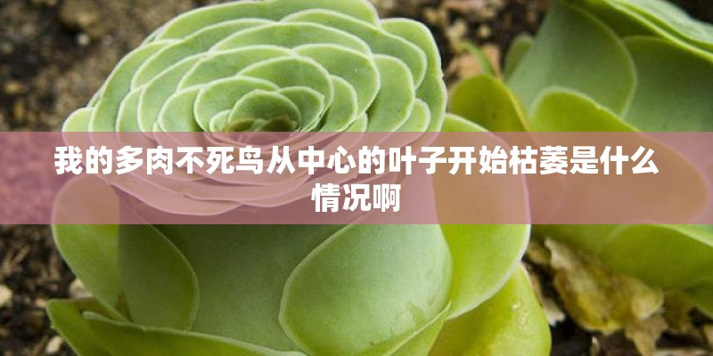 我的多肉不死鸟从中心的叶子开始枯萎是什么情况啊
