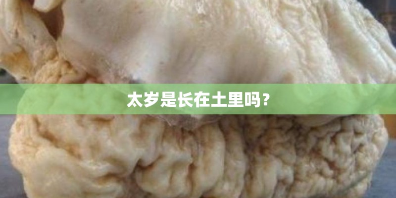太岁是长在土里吗？