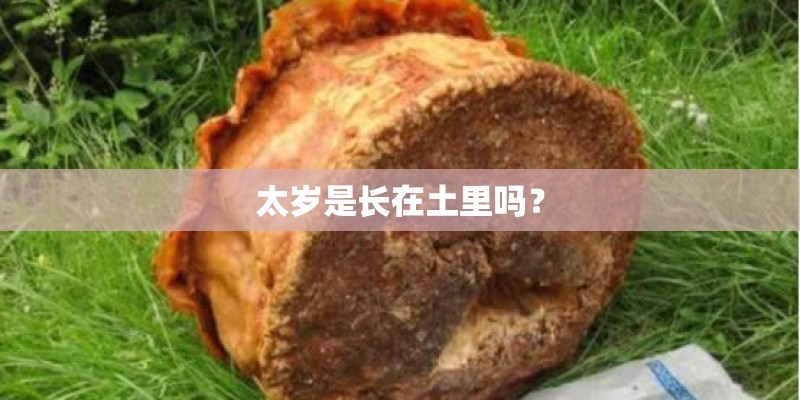 太岁是长在土里吗？