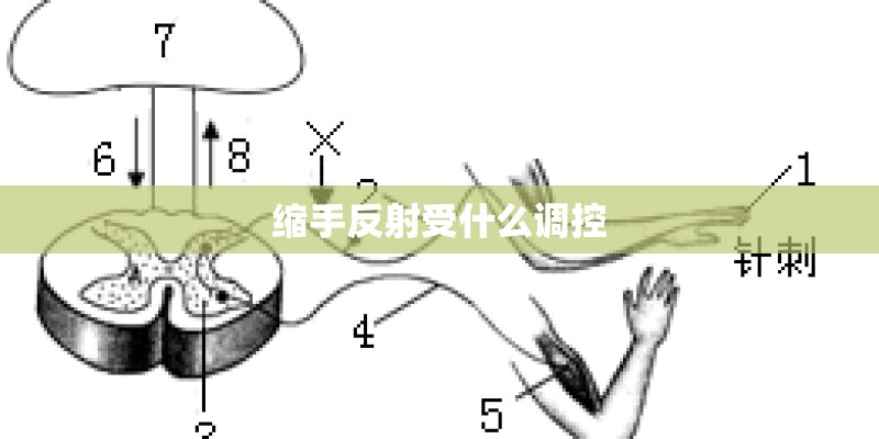 缩手反射受什么调控