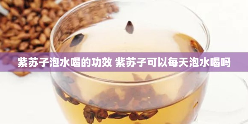 紫苏子泡水喝的功效 紫苏子可以每天泡水喝吗