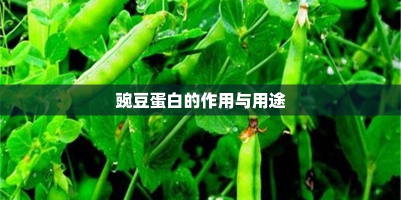 豌豆蛋白的作用与用途