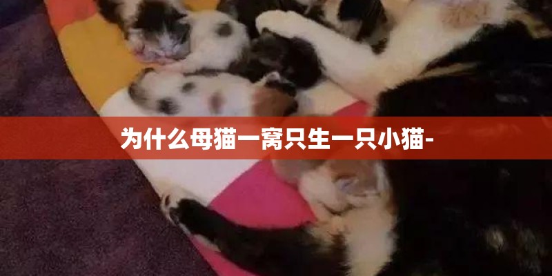 为什么母猫一窝只生一只小猫-