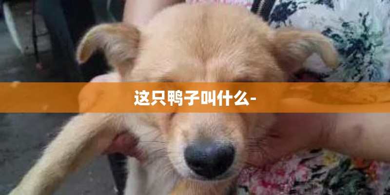 这只鸭子叫什么-