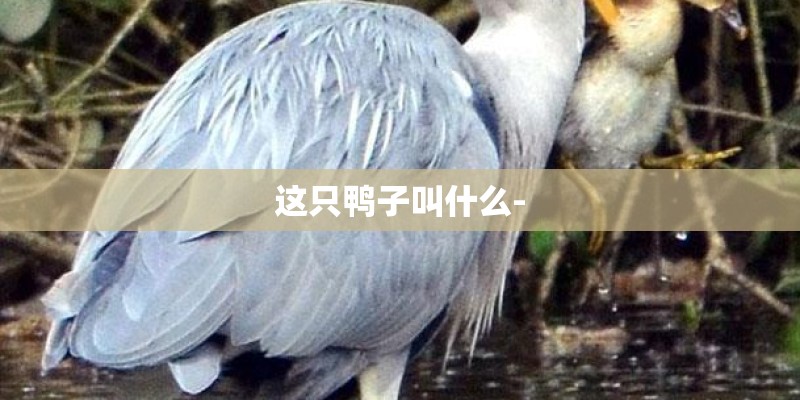 这只鸭子叫什么-