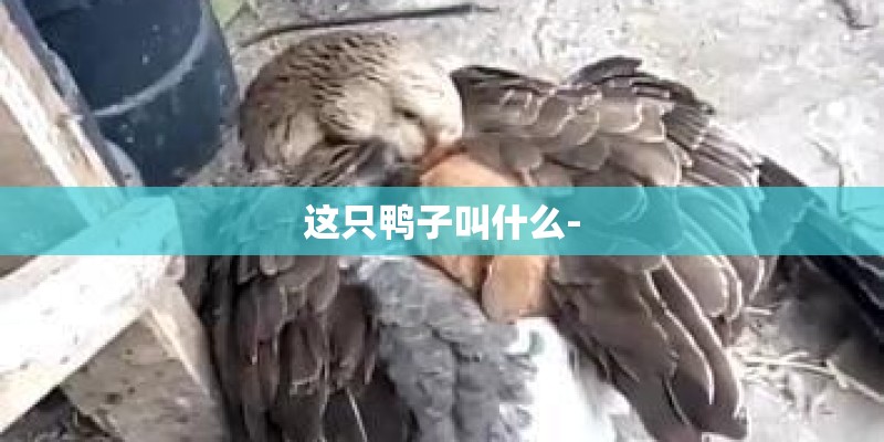 这只鸭子叫什么-