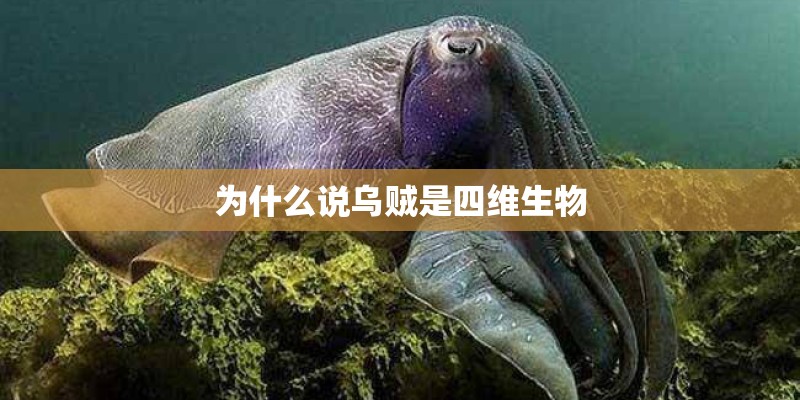 为什么说乌贼是四维生物
