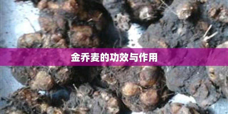 金乔麦的功效与作用