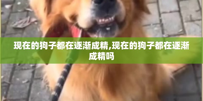 现在的狗子都在逐渐成精,现在的狗子都在逐渐成精吗