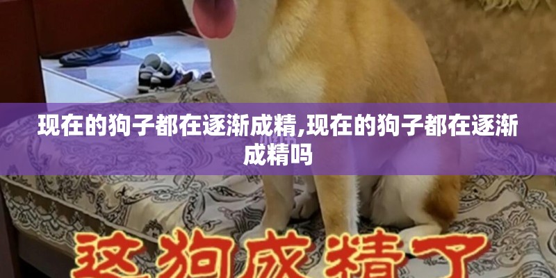 现在的狗子都在逐渐成精,现在的狗子都在逐渐成精吗