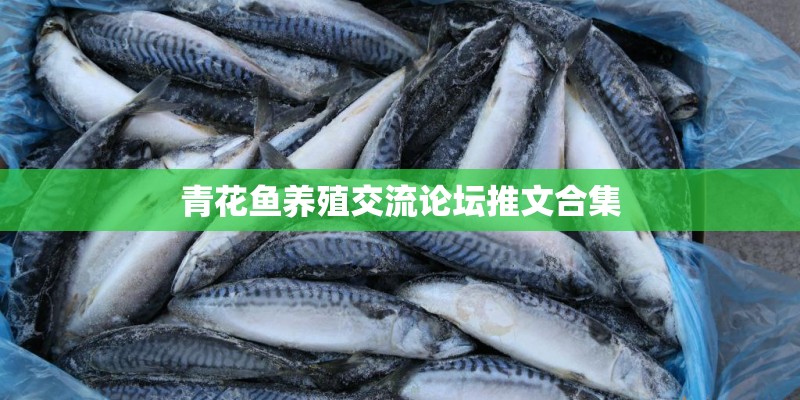 青花鱼养殖交流论坛推文合集