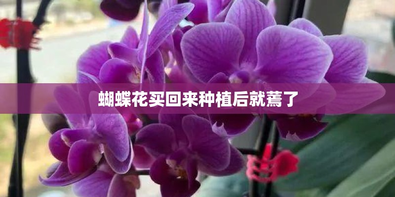 蝴蝶花买回来种植后就蔫了