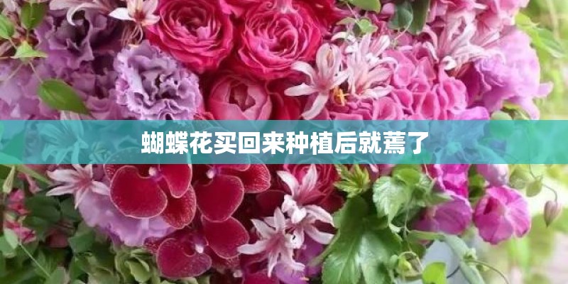 蝴蝶花买回来种植后就蔫了
