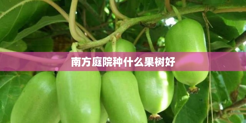 南方庭院种什么果树好