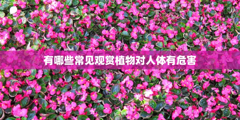 有哪些常见观赏植物对人体有危害