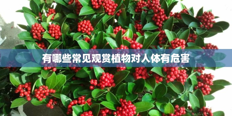 有哪些常见观赏植物对人体有危害