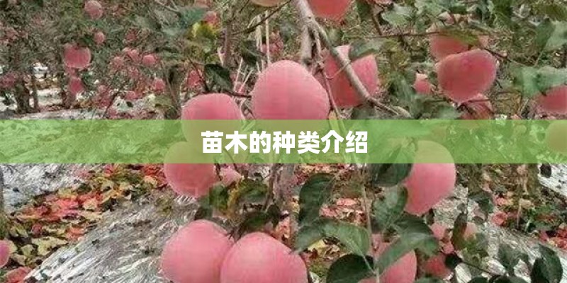 苗木的种类介绍