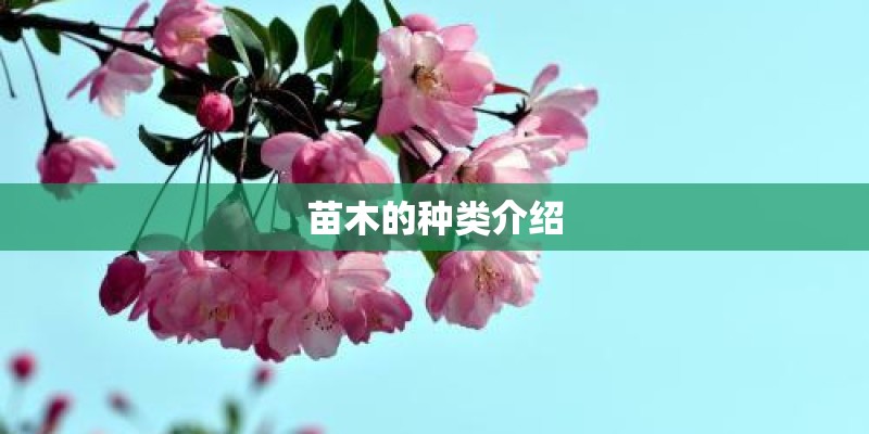 苗木的种类介绍