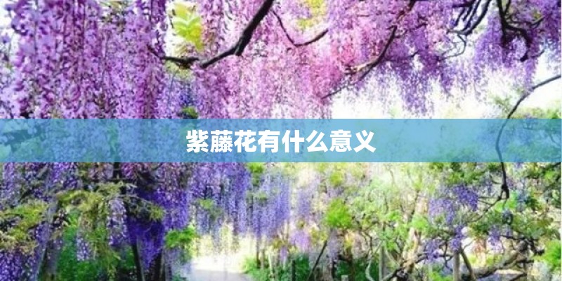 紫藤花有什么意义