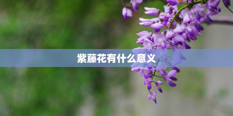 紫藤花有什么意义