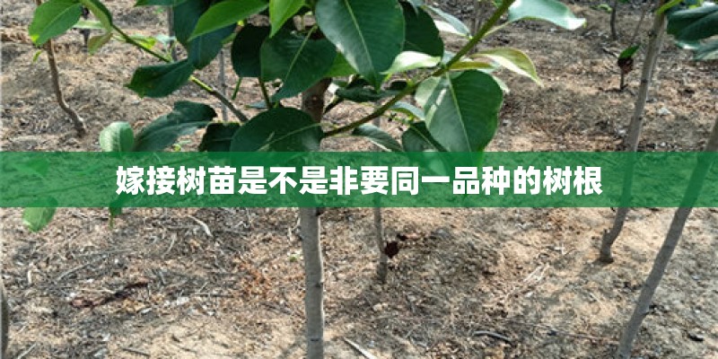 嫁接树苗是不是非要同一品种的树根