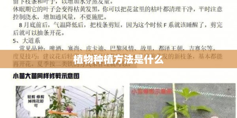 植物种植方法是什么