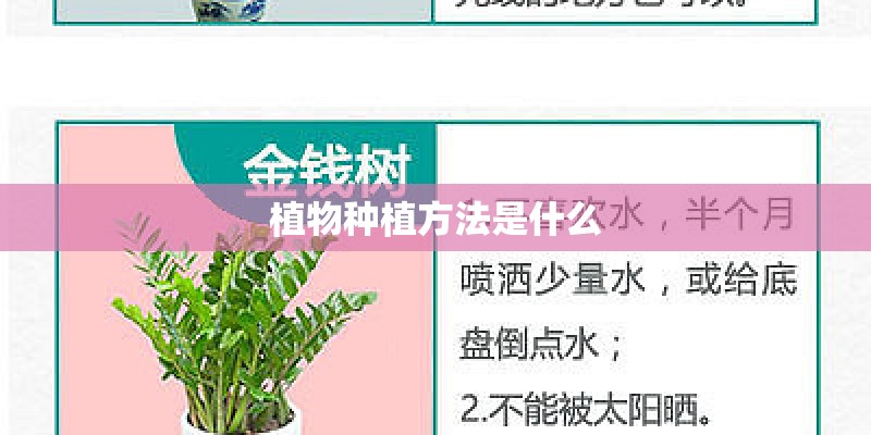 植物种植方法是什么