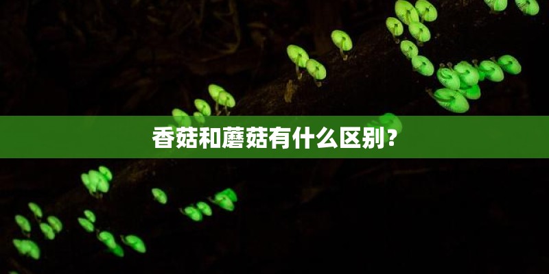 香菇和蘑菇有什么区别？