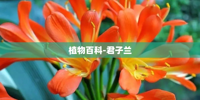 植物百科-君子兰
