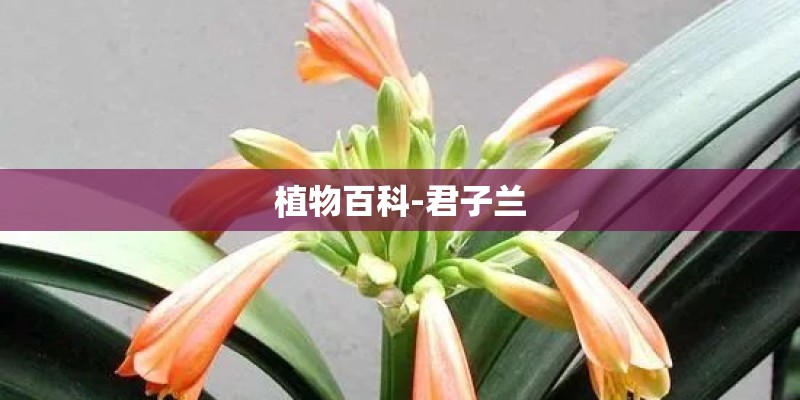 植物百科-君子兰