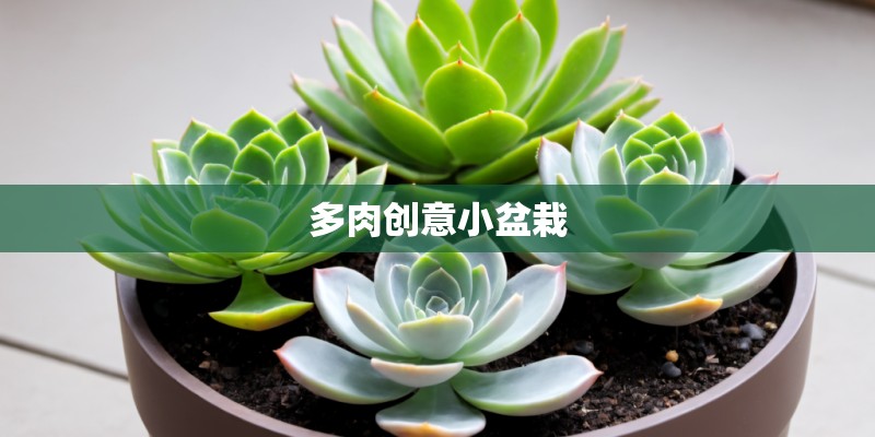 多肉创意小盆栽