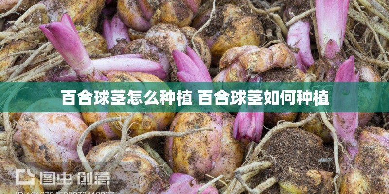 百合球茎怎么种植 百合球茎如何种植