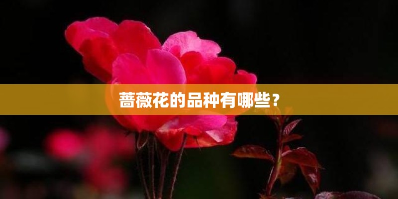 蔷薇花的品种有哪些？