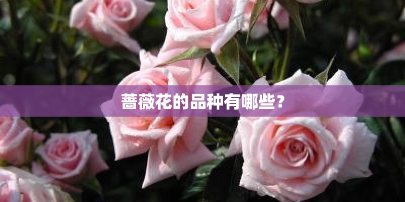 蔷薇花的品种有哪些？