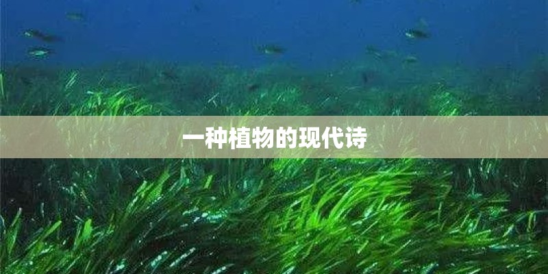 一种植物的现代诗