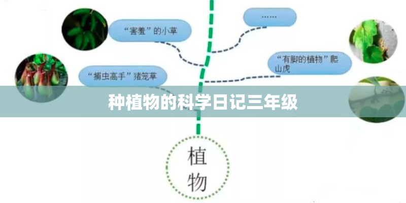 种植物的科学日记三年级