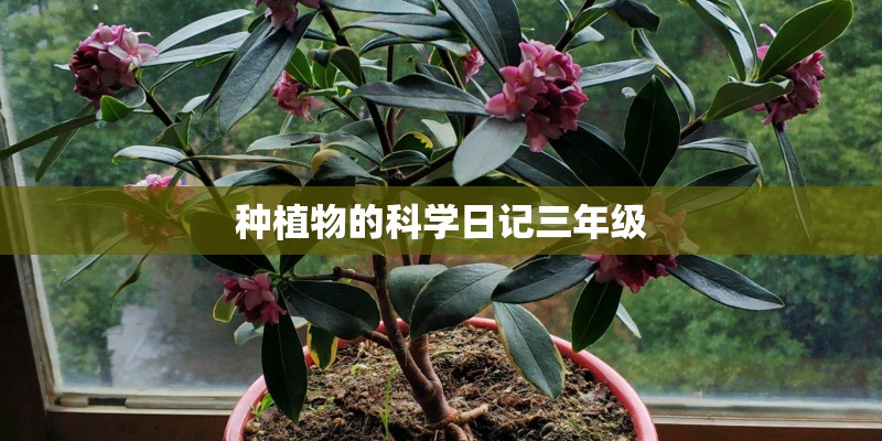 种植物的科学日记三年级