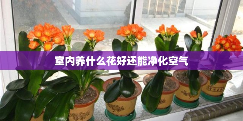 室内养什么花好还能净化空气