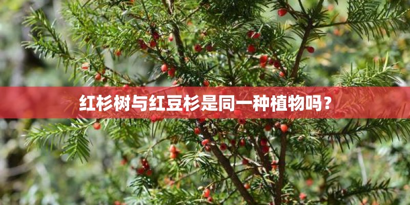 红杉树与红豆杉是同一种植物吗？