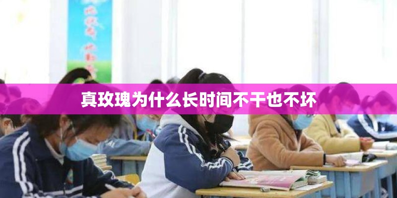 真玫瑰为什么长时间不干也不坏