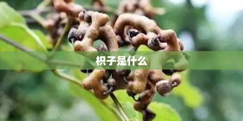 枳子是什么