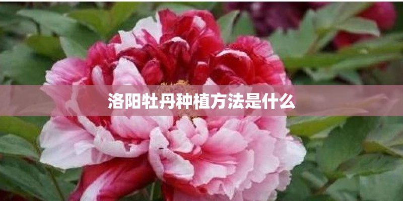 洛阳牡丹种植方法是什么